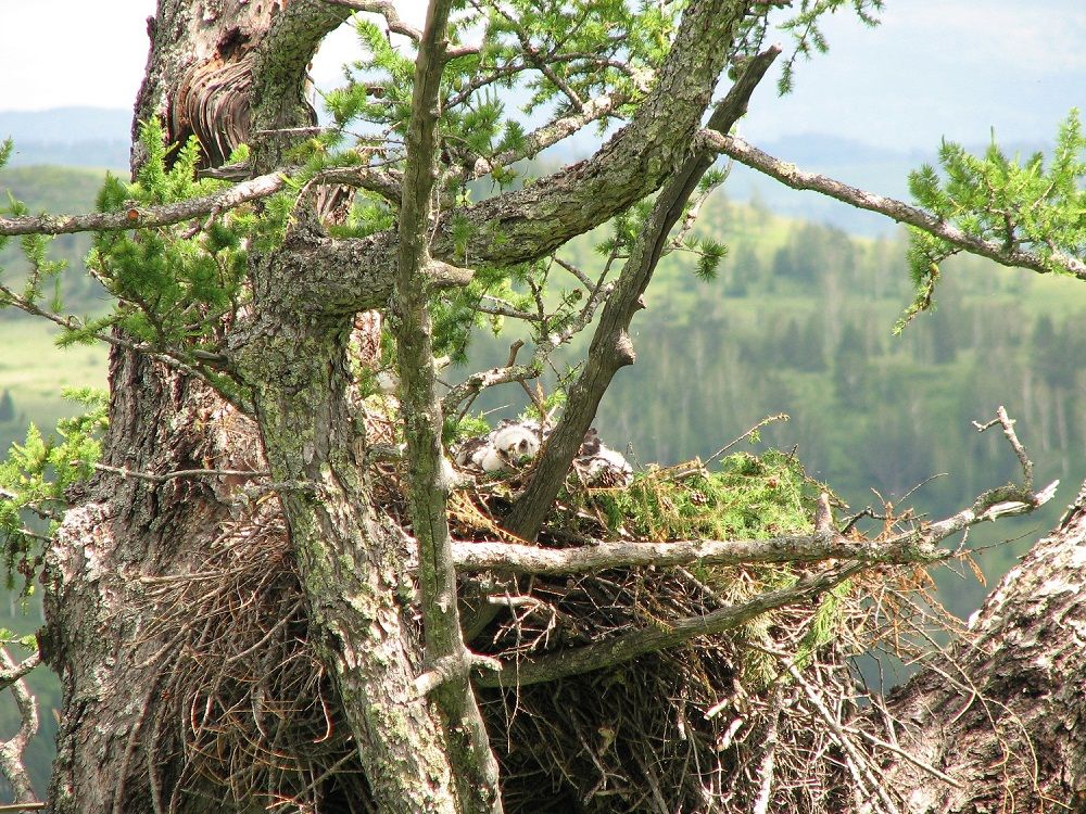 Гнездо беркута фото В.Манаев